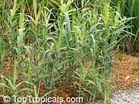 Saccharum officinarum, Sugar Cane

Click to see full-size image
