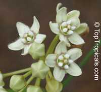 Funastrum clausum, Sarcostemma clausum , White Milkweed-vine

Click to see full-size image
