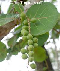 Coccoloba uvifera (Кокколоба ягодоносная) - растение