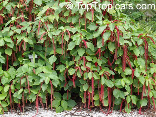 Flowering hedge Acalypha hispida - Cat tail, Chenille plant