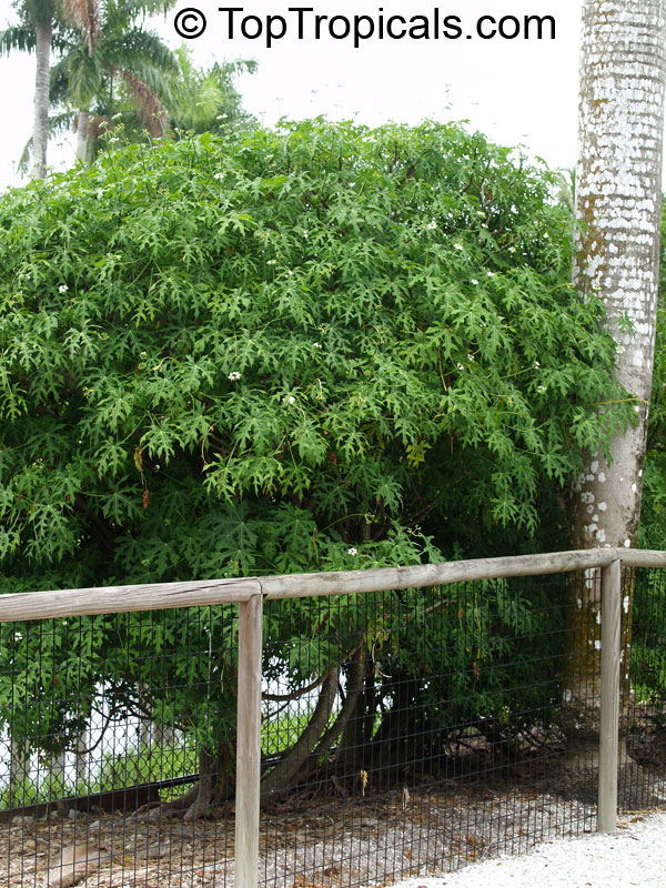 Cnidoscolus aconitifolius, Spinach Tree, Tread Softly, Cabbage Star, Chaya