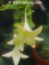 Catesbaea spinosa, Lily Thorn