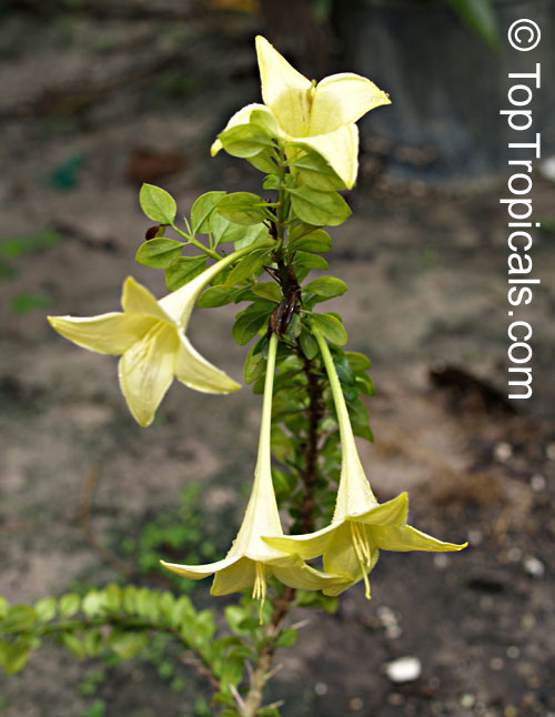 Catesbaea spinosa, Lily Thorn