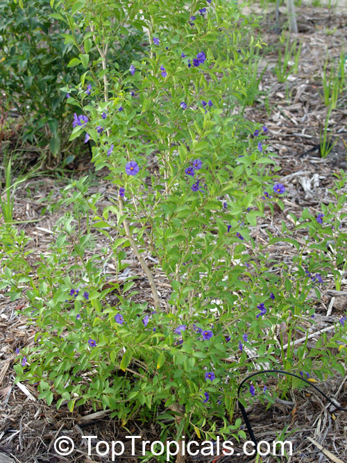 Solanum rantonnetii, Lycianthes rantonnetii , Blue Solanum Shrub, Paraguay Nightshade