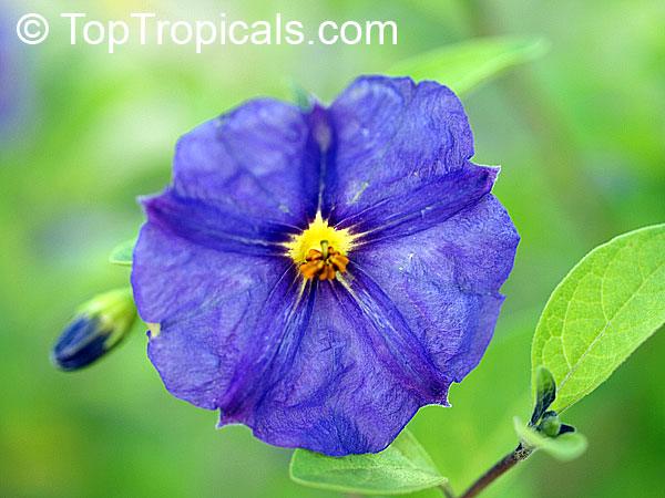 Solanum rantonnetii, Lycianthes rantonnetii , Blue Solanum Shrub, Paraguay Nightshade