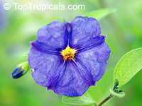 Solanum rantonnetii, Lycianthes rantonnetii , Blue Solanum Shrub, Paraguay Nightshade