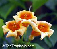 Bignonia capreolata, Crossvine

Click to see full-size image