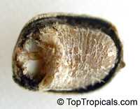 Monodora myristica, Calabash Nutmeg, Jamaica Nutmeg

Click to see full-size image