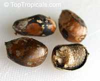 Monodora myristica, Calabash Nutmeg, Jamaica Nutmeg

Click to see full-size image