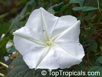 Calonyction aculeatum, Ipomoea alba, Giant moonflower

Click to see full-size image