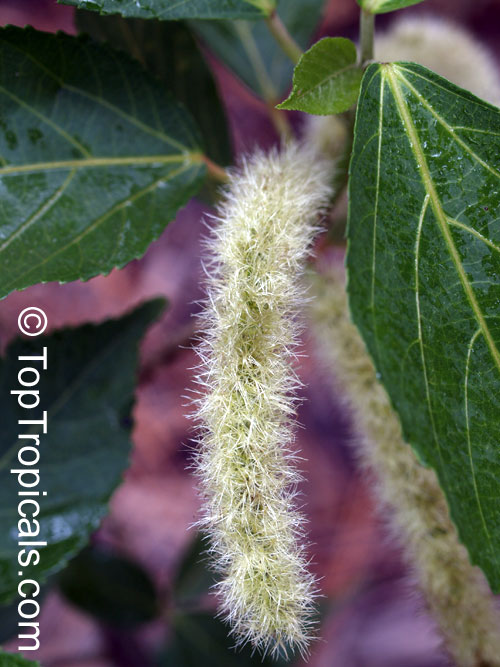 Acalypha hispida, Cat Tail, Chenille Plant, Red Hot Cattail, Foxtail, Red Hot Poker. Acalypha hispida Alba
