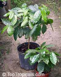 Coffee Dwarf Nanico, Coffea catura - seeds

Click to see full-size image