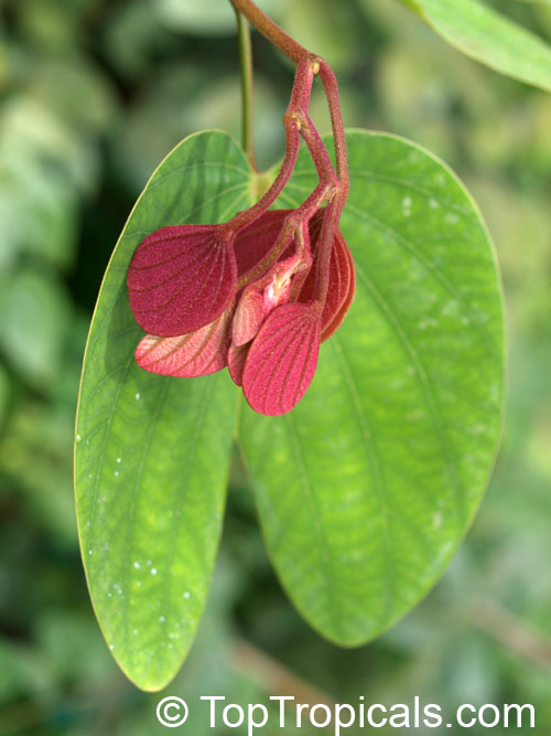 Bauhinia pottsii, Orchid Tree