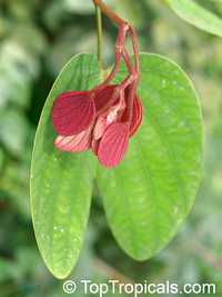 Bauhinia pottsii, Orchid Tree

Click to see full-size image