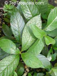 Vangueria madagascariensis, Spanish Tamarind

Click to see full-size image