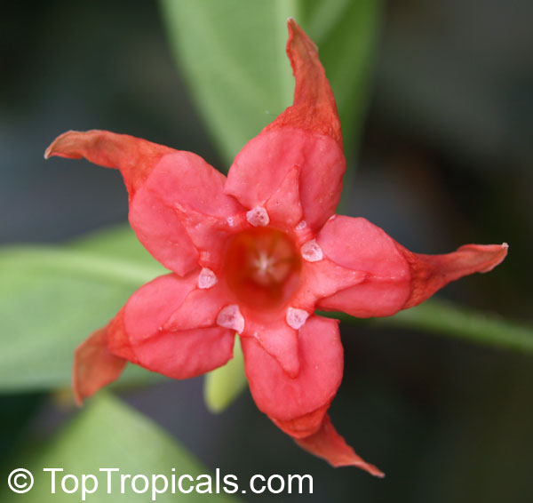 Wrightia dubia, Cameraria dubia, Wrightia cambodiensis, Starfish Flower, Red Wrightia