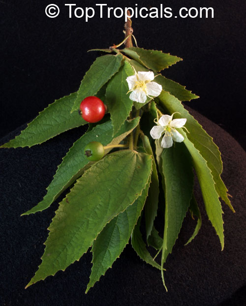 Muntingia calabura, Strawberry tree, Jam tree, Jamaican / Singapore / Panama cherry, Cotton Candy Berry, Calabura, Manzanil