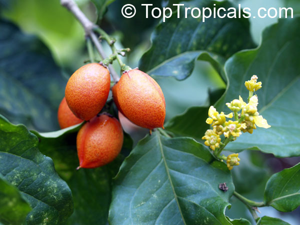 Bunchosia argentea, Bunchosia armeniaca, Peanut Butter Fruit Tree, Ciruela Del Monte