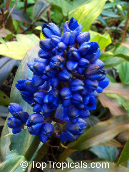 Dichorisandra thyrsiflora, Blue Ginger, Brazilian Ginger