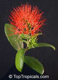Combretum constrictum , Thailand Powderpuff, Ball of Fire

Click to see full-size image