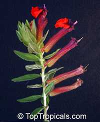 Cuphea llavea, Cuphea barbigera, Cigar Plant, Bat Head, Bat Face, St Peter Plant

Click to see full-size image