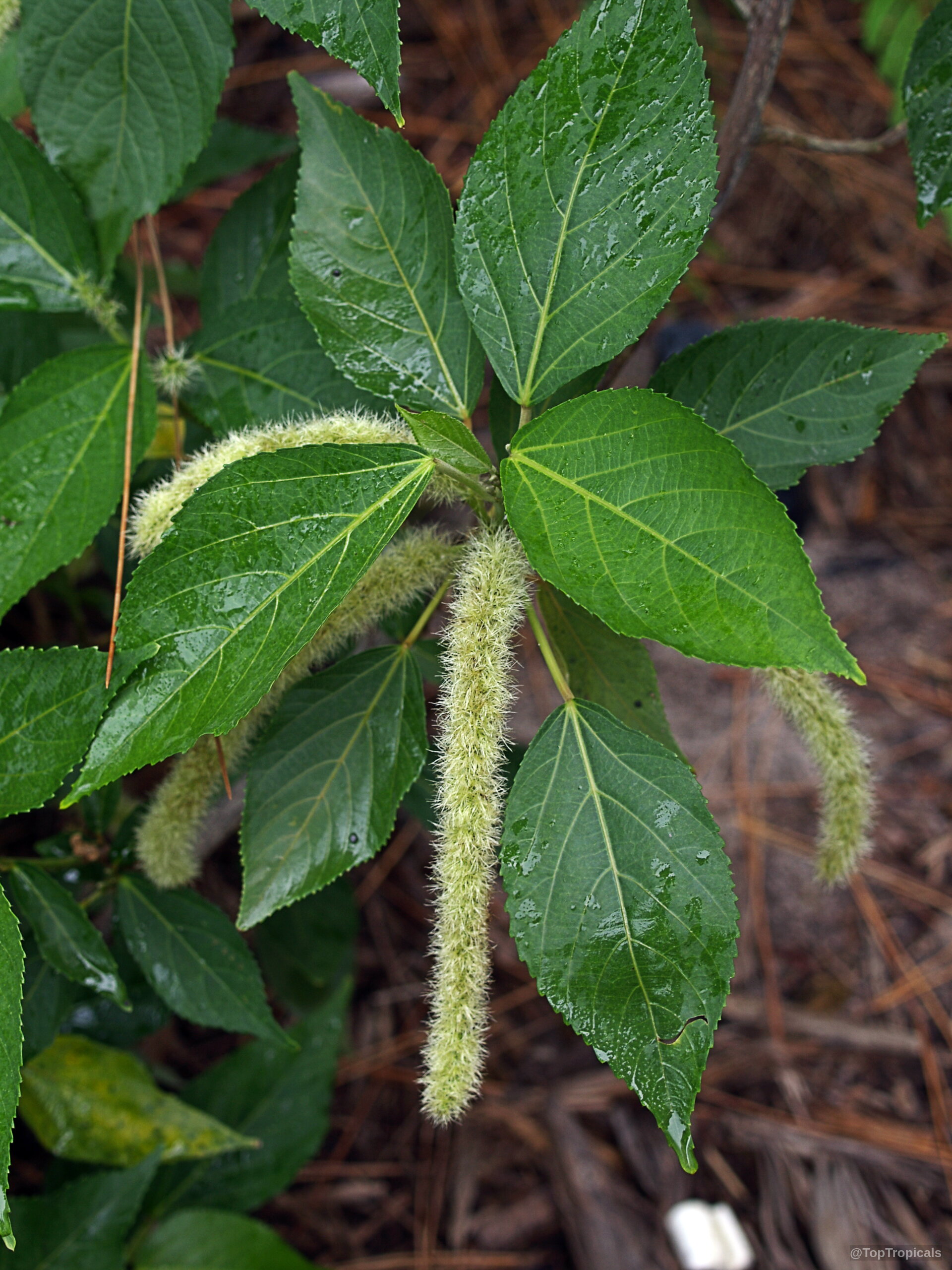 Acalypha hispida (Cat Tail) with long drooping lime catkin flowers hanging among waxy green leaves. Acalypha hispida (Cat Tail) lime flower and green leaves close up plant