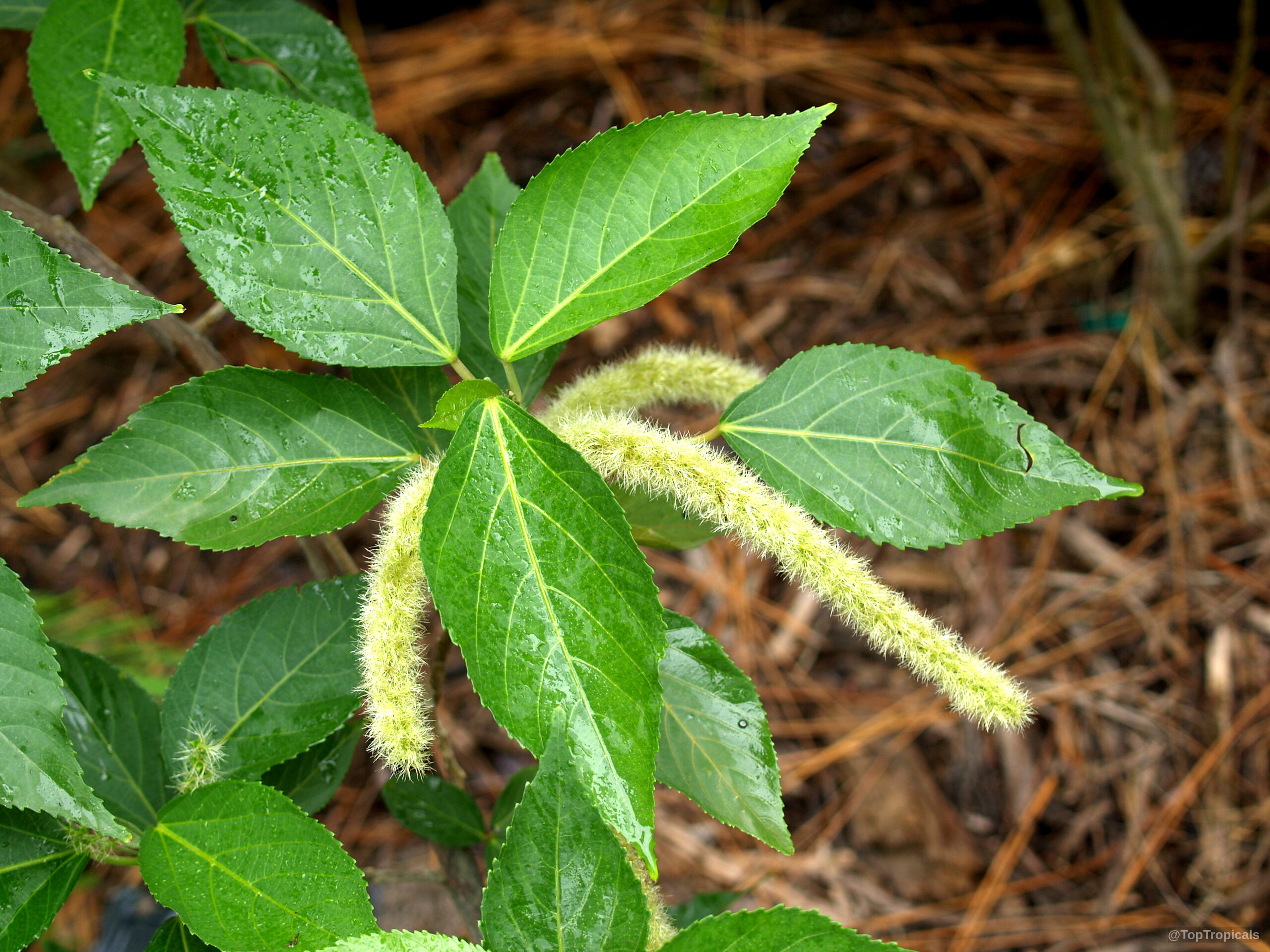 Acalypha hispida (Cat Tail) with fuzzy lime yellow flowers among lush deep green pointed leaves. Acalypha hispida (Cat Tail) lime yellow fuzzy flower spikes with deep green pointed leaves.
