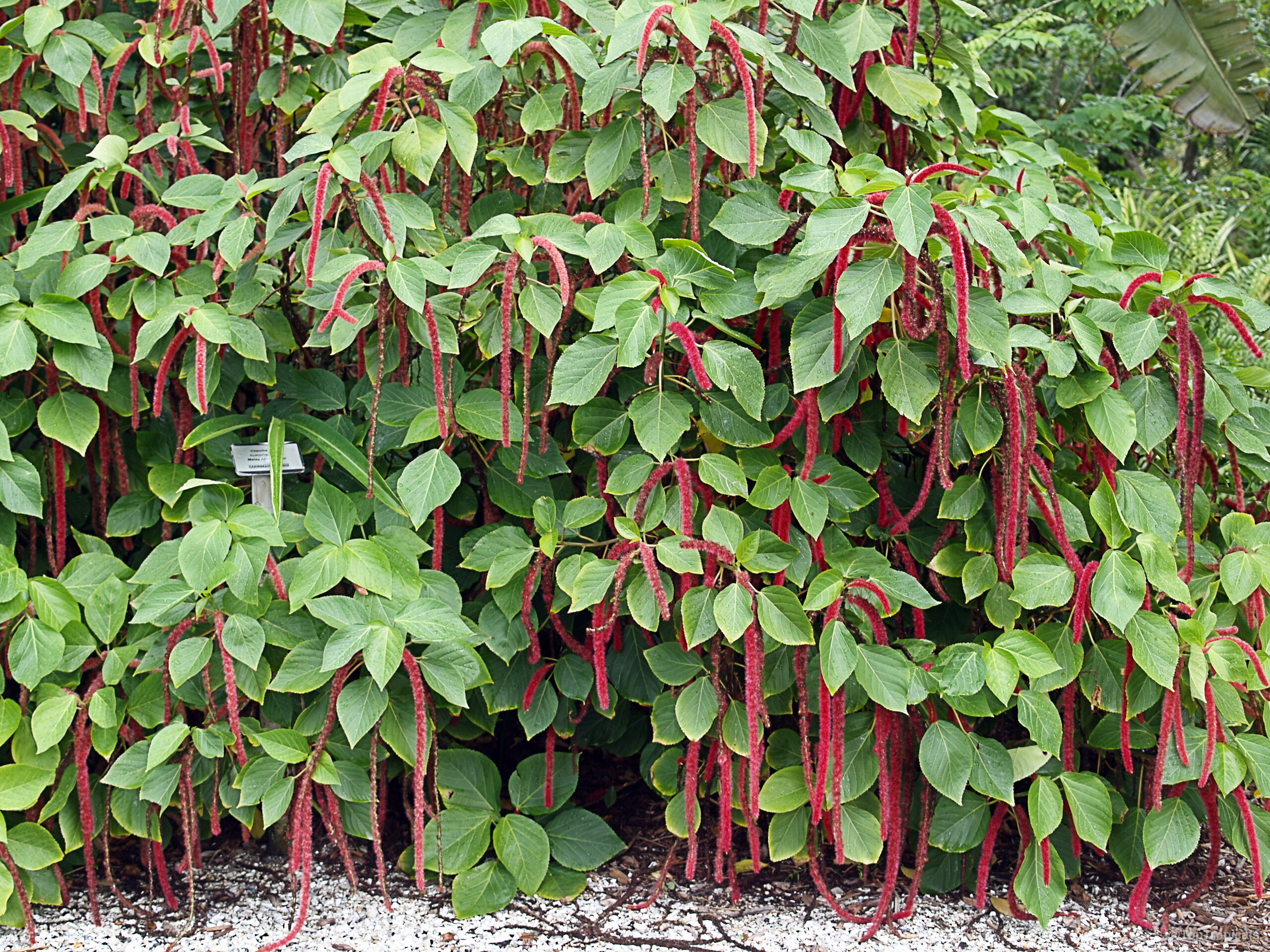 Acalypha hispida (Cat Tail) covered in numerous hanging red flower tails among large green leaves. Acalypha hispida (Cat Tail) red dangling flower plant with dense green leaves, full shot.