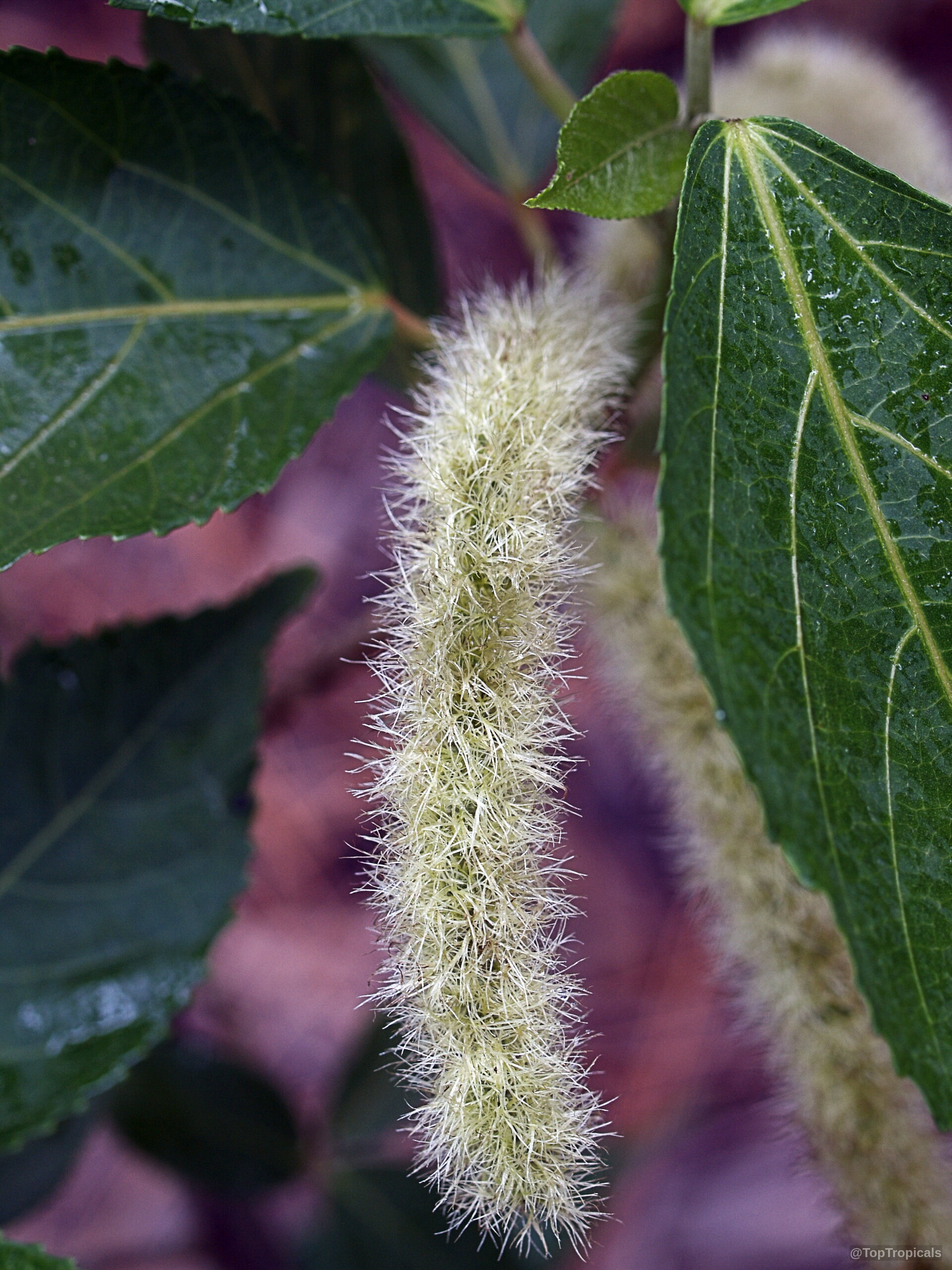 Acalypha hispida (Cat Tail) with white fuzzy flower hanging among deep green oval leaves Acalypha hispida (Cat Tail) white flower close up on green leafy plant
