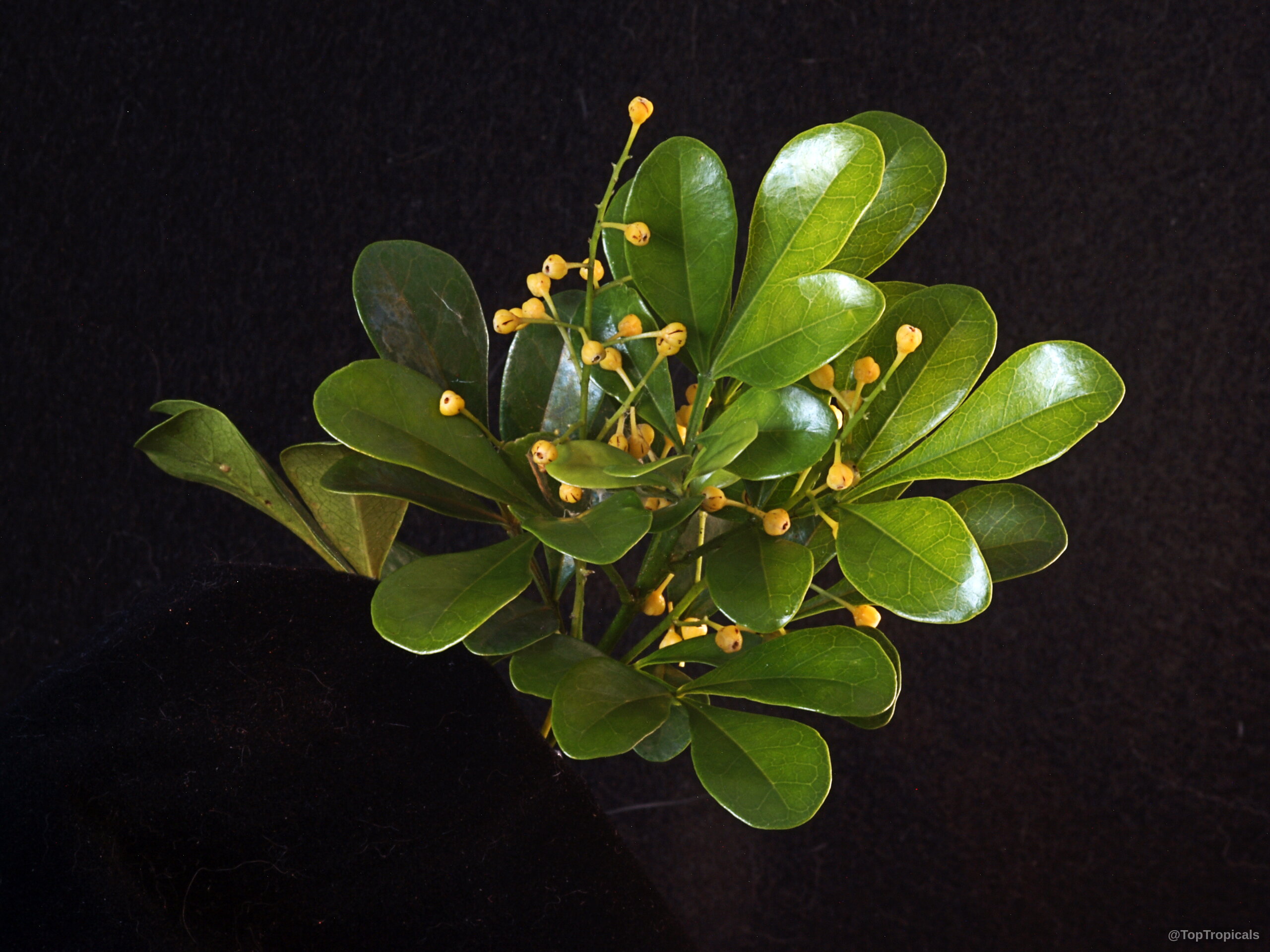 Aglaia odorata (Chinese Perfume Plant) yellow flower buds nestled among smooth, oval, deep green foliage. Aglaia odorata (Chinese Perfume Plant) with yellow flowers and glossy dark green leaves close up