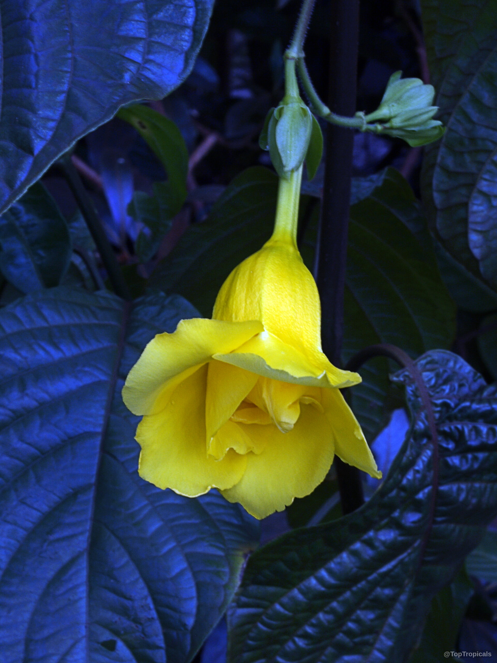 Allamanda williamsii (Golden Trumpet Vine) yellow flower hanging near large, dark green textured leaves. Allamanda williamsii (Golden Trumpet Vine) yellow flower close up between dark green waxy leaves