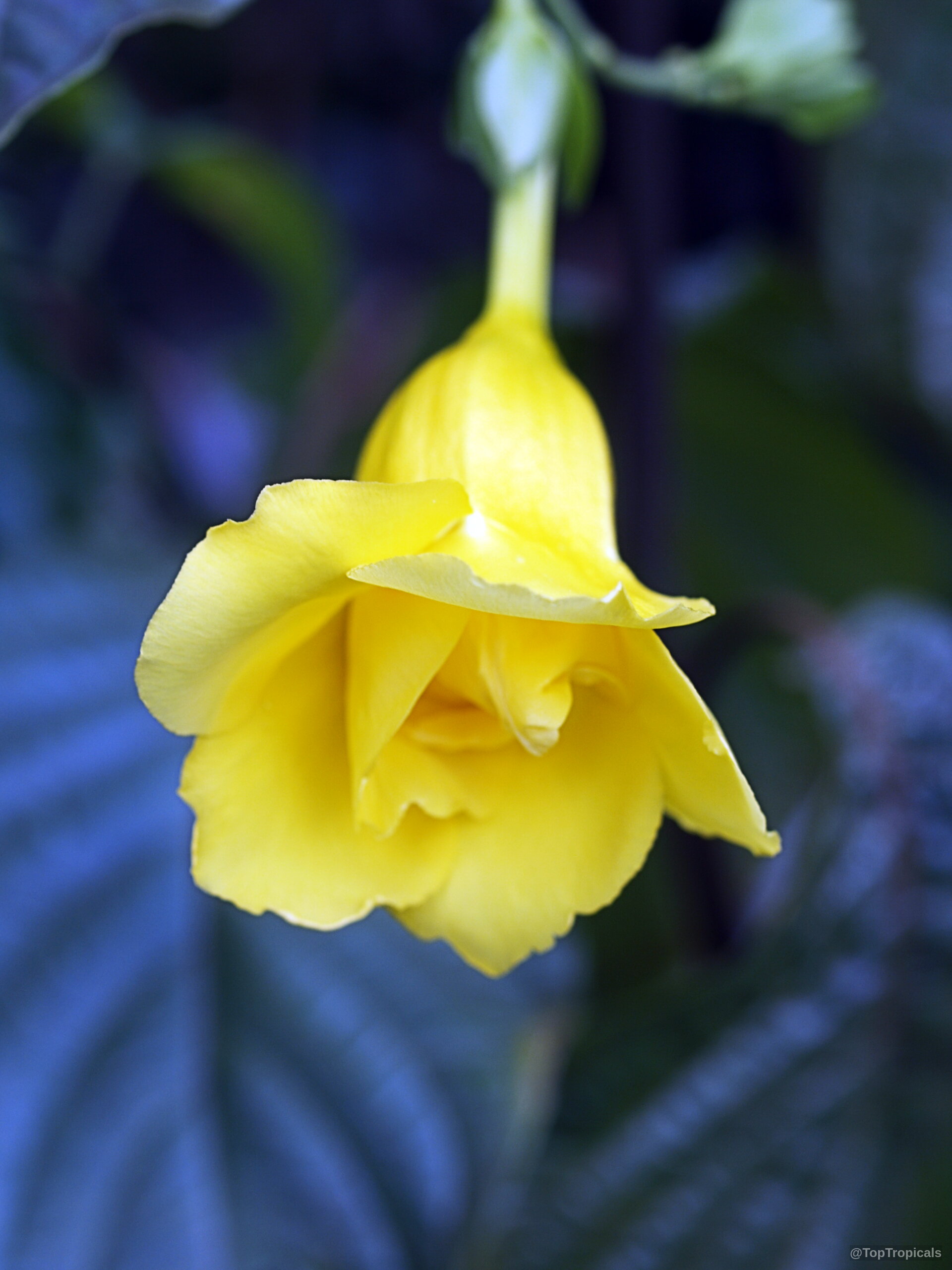 Allamanda williamsii (Golden Trumpet Vine) yellow flower hanging down from a green plant stem. Allamanda williamsii (Golden Trumpet Vine) yellow flower close up hanging on green stem.