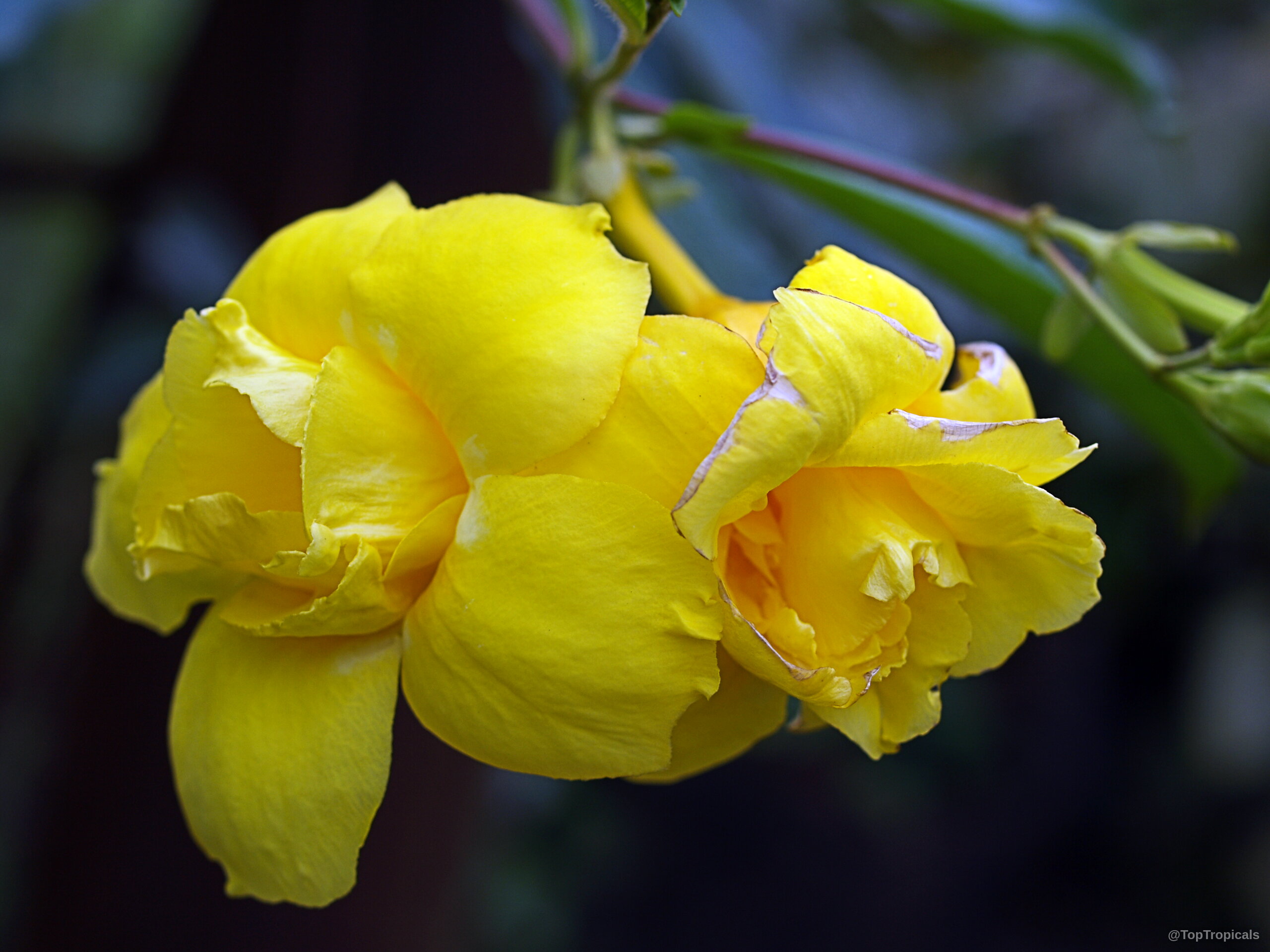Allamanda williamsii (Golden Trumpet Vine) yellow flower with wide petals on a vine branch. Allamanda williamsii (Golden Trumpet Vine) yellow flower close up, showing layered petal edges.