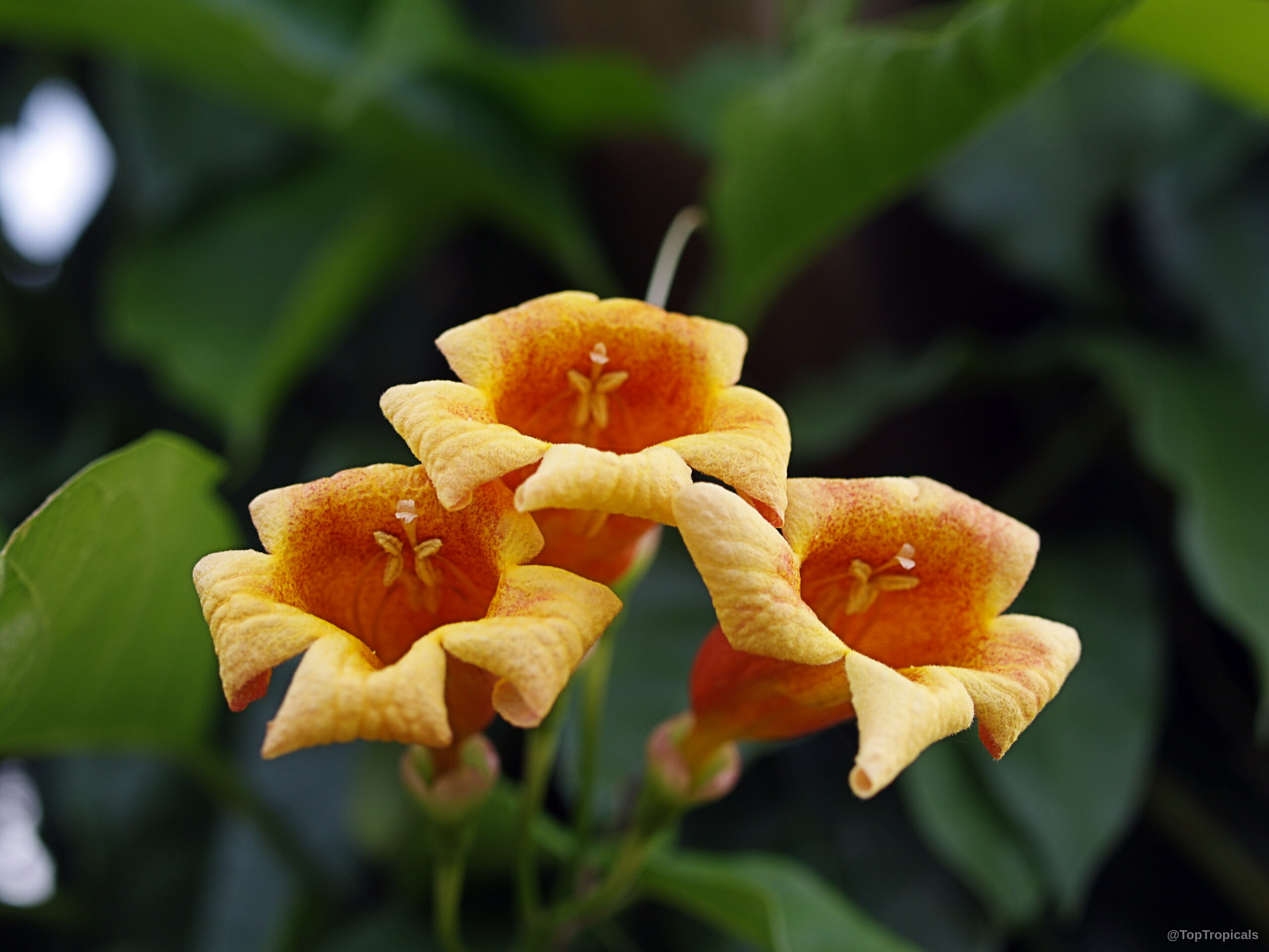 Bignonia capreolata (Crossvine) tubular flowers with orange and yellow petals and soft blurred green foliage. Bignonia capreolata (Crossvine) orange yellow flower close up capturing tubular petals and deep centers.