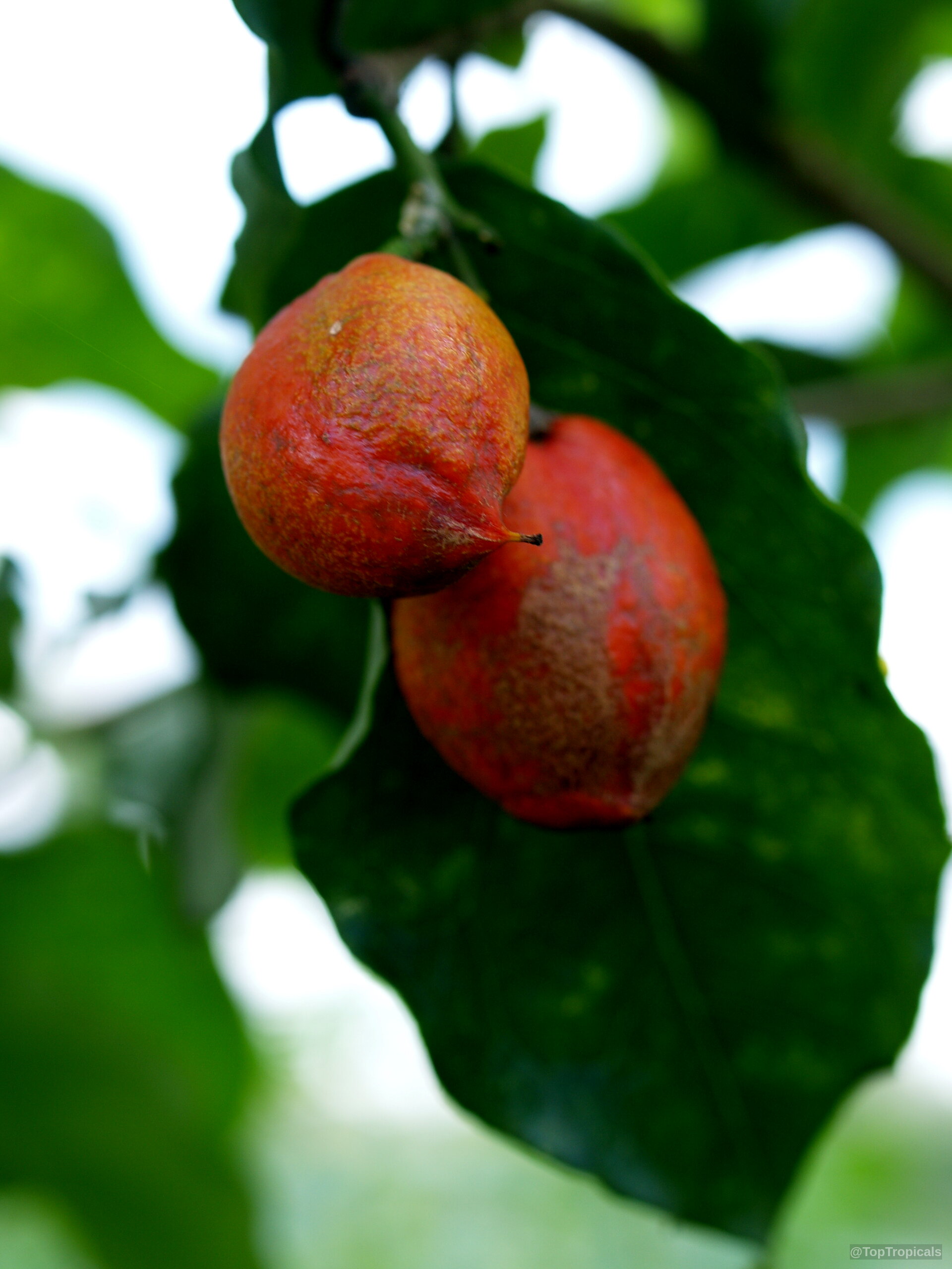 Bunchosia argentea (Peanut Butter Fruit Tree) orange fruit dangling from a leafy branch. Bunchosia argentea (Peanut Butter Fruit Tree) orange fruit close up hanging near green leaves.