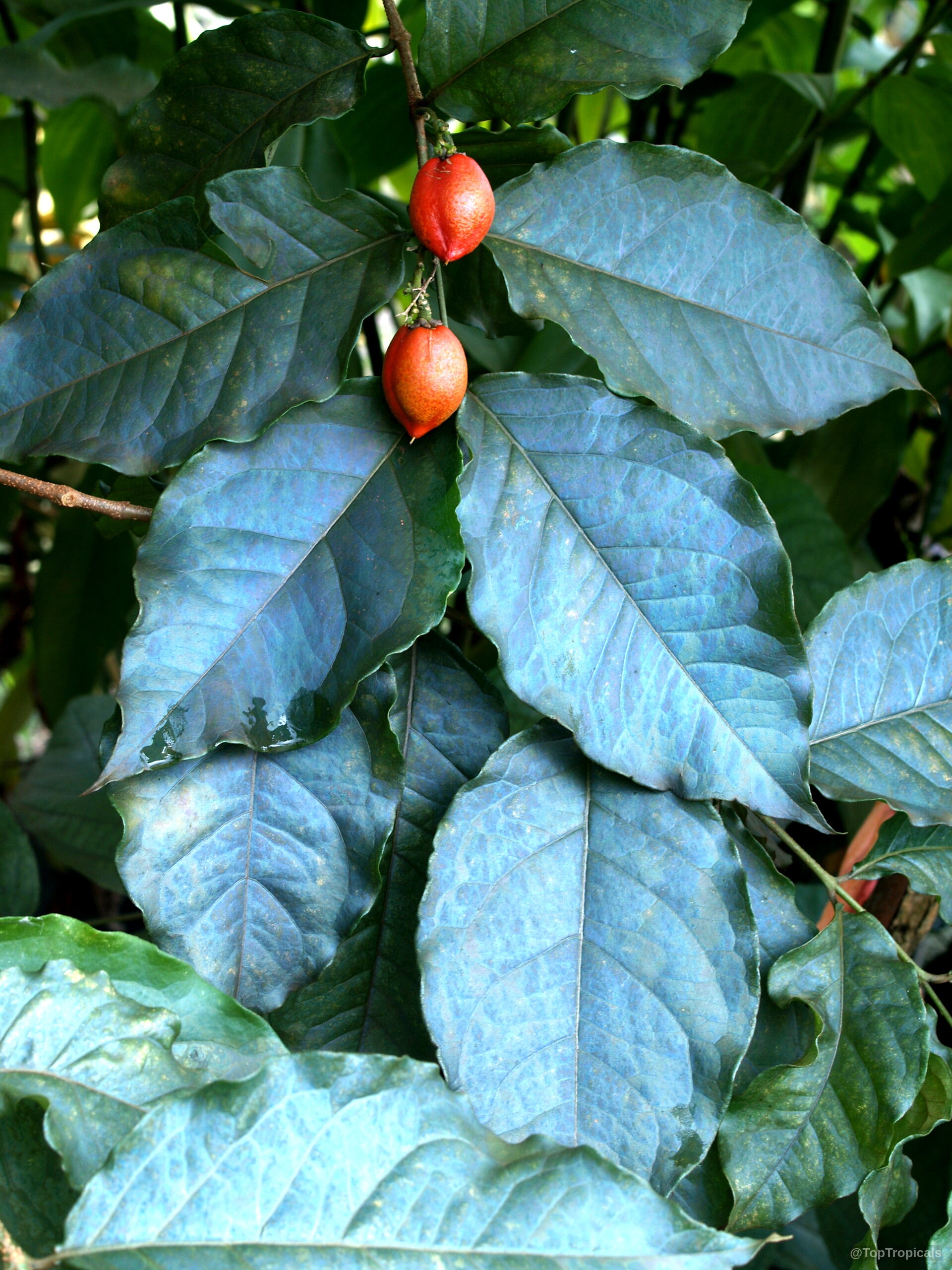 Bunchosia argentea (Peanut Butter Fruit Tree) with orange fruit ripening among thick green foliage Bunchosia argentea (Peanut Butter Fruit Tree) orange fruit and deep green oval shaped leaves