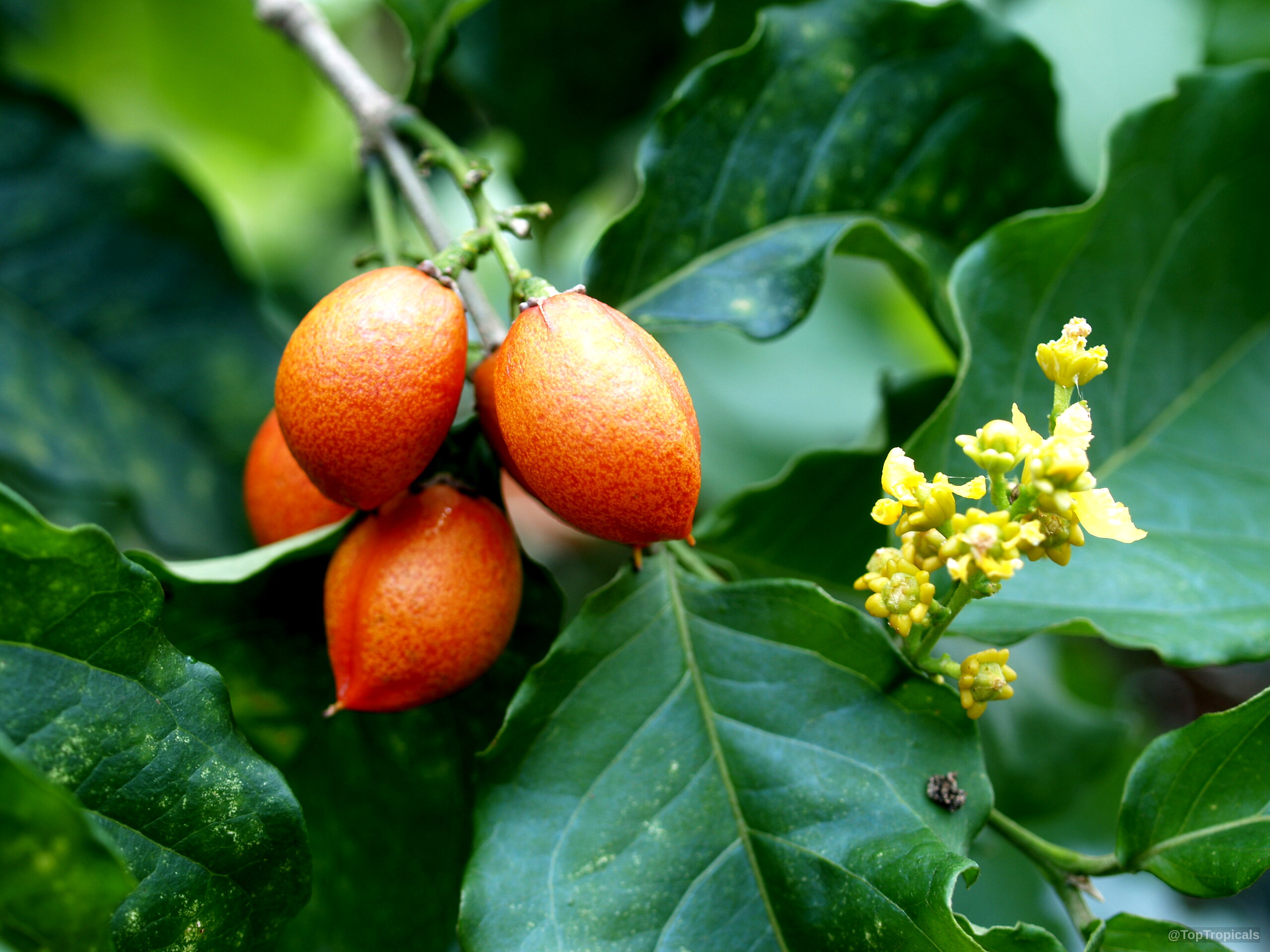 Bunchosia argentea (Peanut Butter Fruit Tree) orange fruit and small yellow flower on dark green leaves. Bunchosia argentea (Peanut Butter Fruit Tree) orange fruit with yellow flower on a branch close up