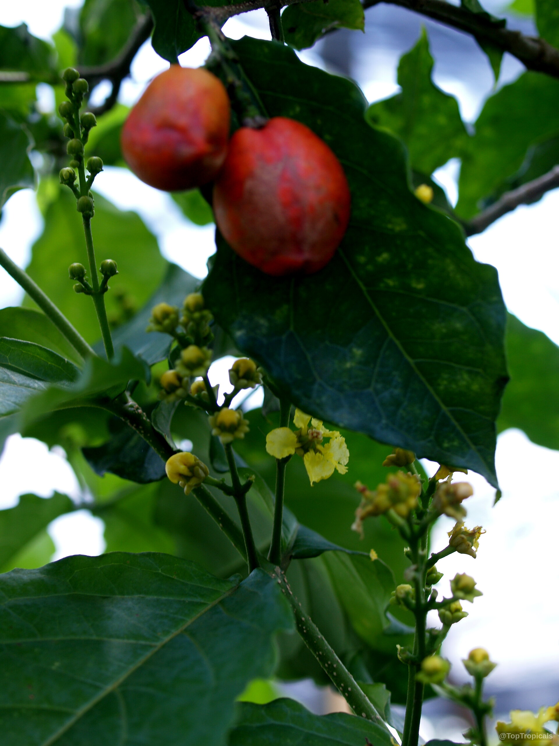 Bunchosia argentea (Peanut Butter Fruit Tree) orange fruit with tiny yellow flower clusters on branch. Bunchosia argentea (Peanut Butter Fruit Tree) orange fruit and yellow flower in close up