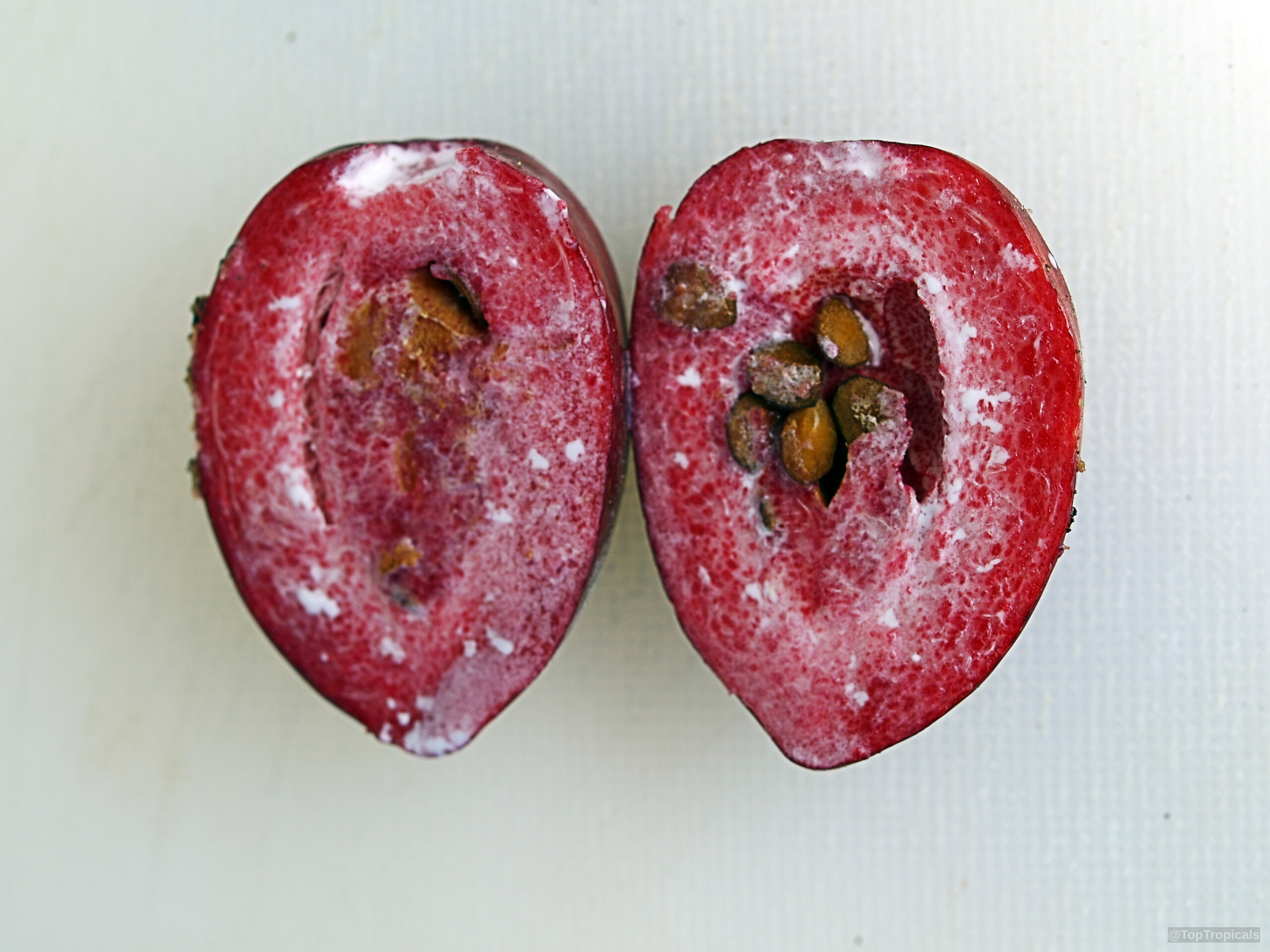 Carissa macrocarpa (Natal Plum) sliced open to reveal inner pulp and small round brown seeds. Carissa macrocarpa (Natal Plum) red fruit sliced open close up on a plain background.