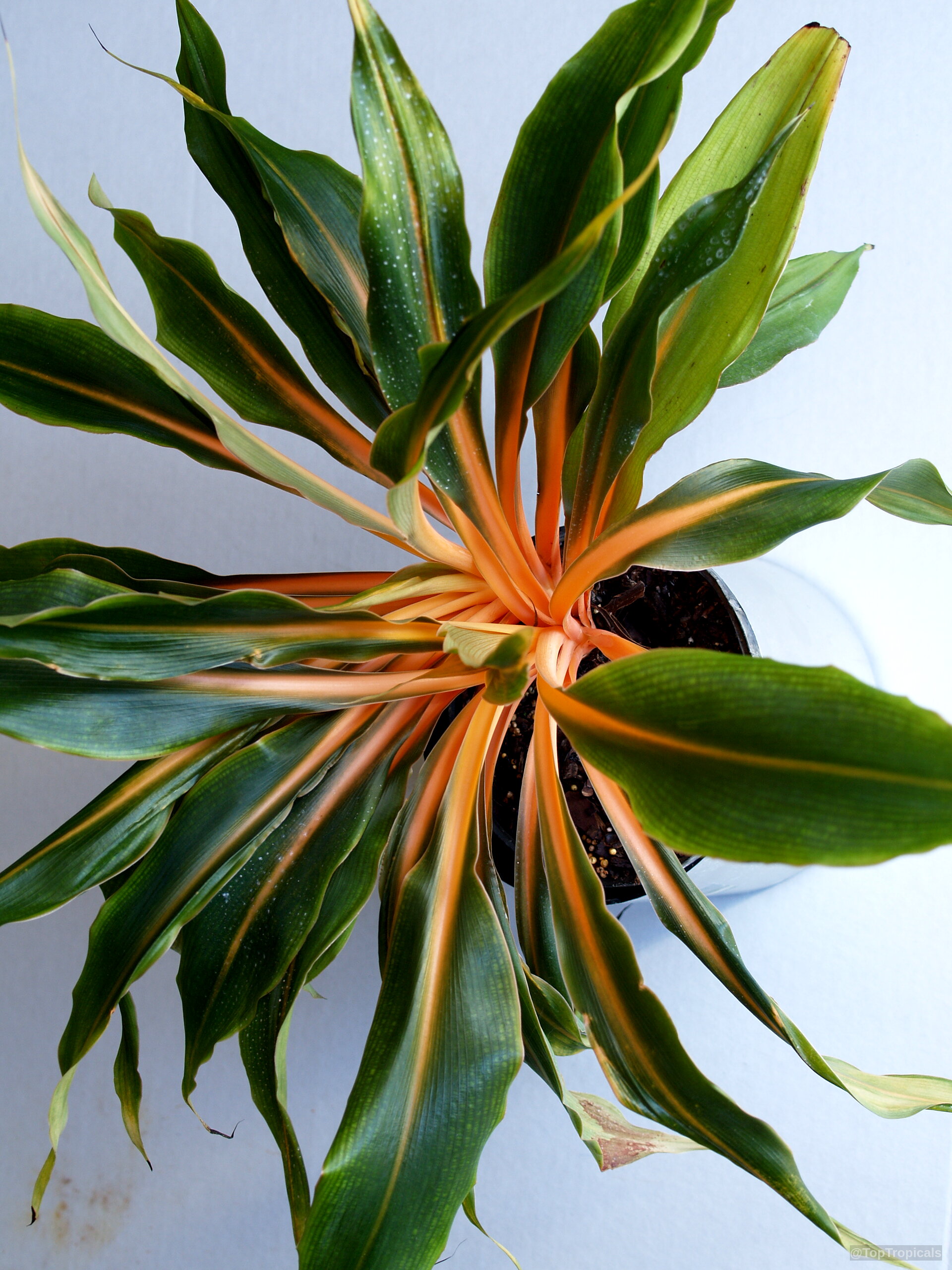 Chlorophytum orchidantheroides (Mandarin Plant) showing wide green leaves with vibrant orange center stems in pot Chlorophytum orchidantheroides (Mandarin Plant) green leaves with orange centers, top down plant view