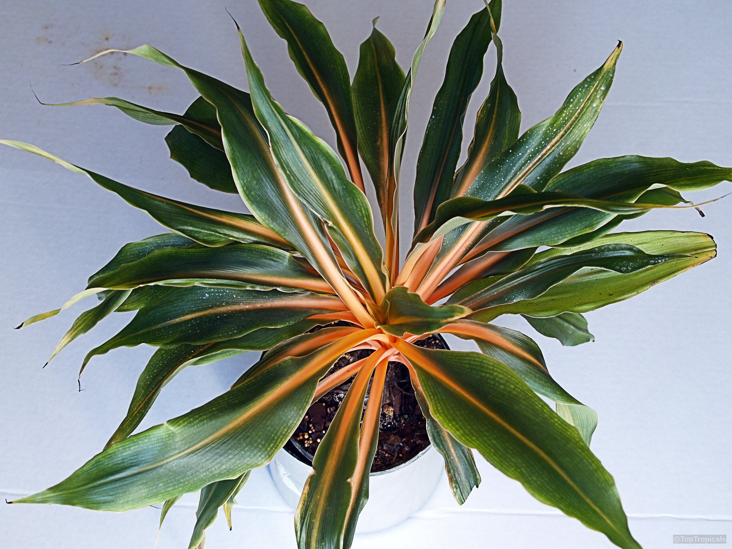 Chlorophytum orchidantheroides (Mandarin Plant) in a white pot, displaying vibrant orange stems and green leaves. Chlorophytum orchidantheroides (Mandarin Plant) green leaves with orange centers, top down view of potted plant.