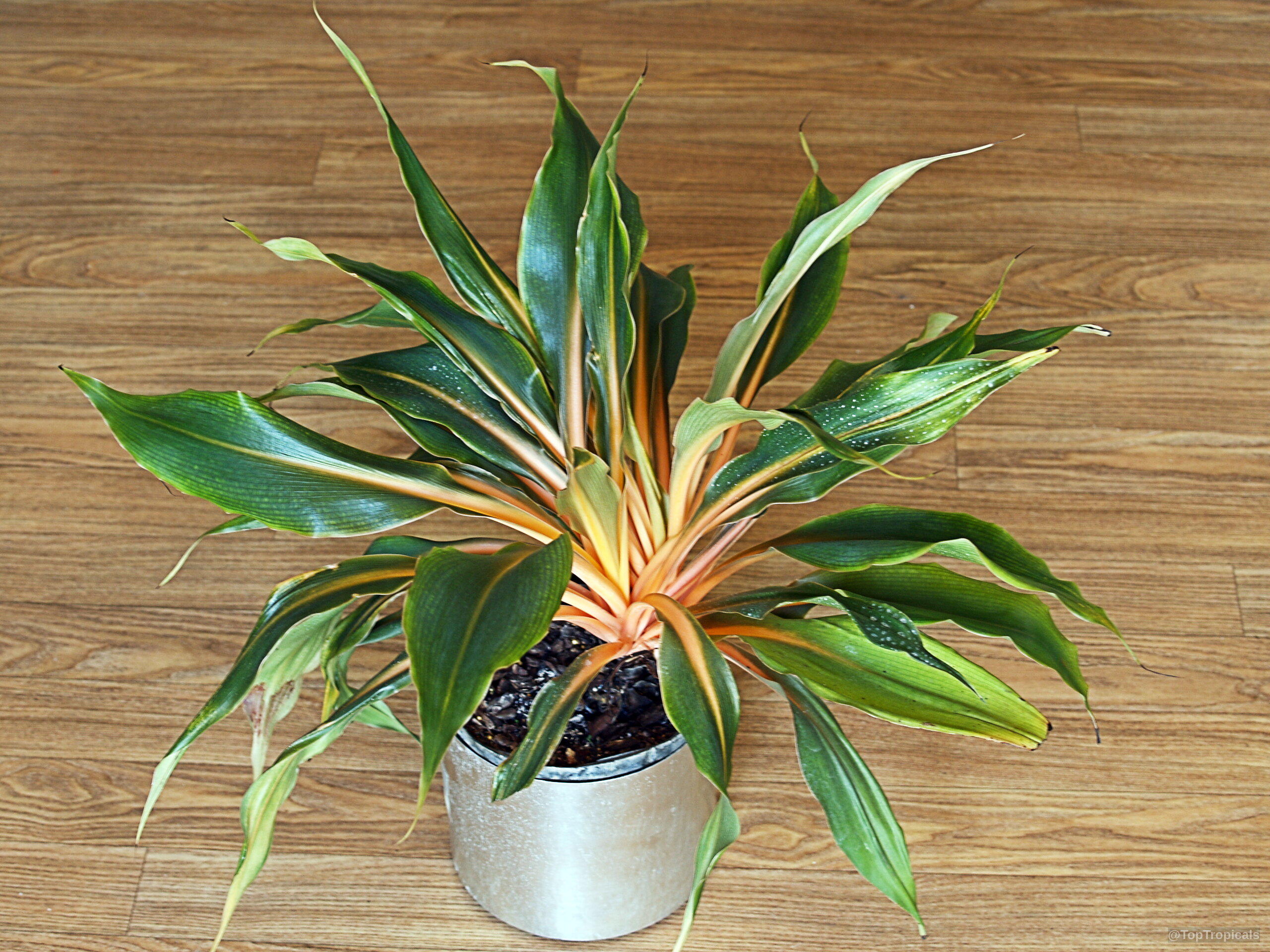 Chlorophytum orchidantheroides (Mandarin Plant) grows with dark green foliage and orange central stems Chlorophytum orchidantheroides (Mandarin Plant) green and orange leaves plant in silver container