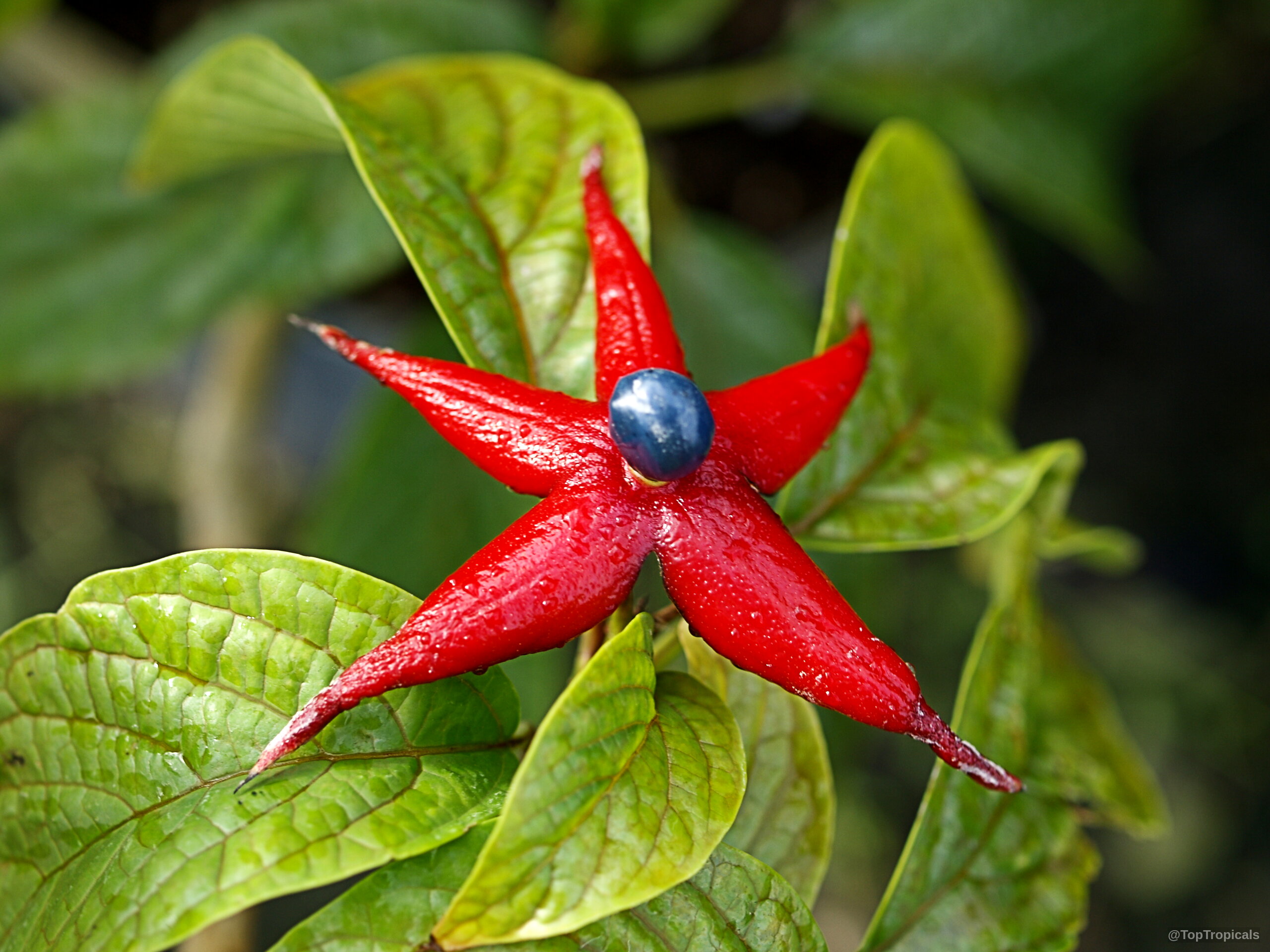 Clerodendrum minahassae (Fountain Clerodendrum) with red star-shaped calyx surrounding a glossy blue seed Clerodendrum minahassae (Fountain Clerodendrum) red star-shaped fruit with blue seed close up