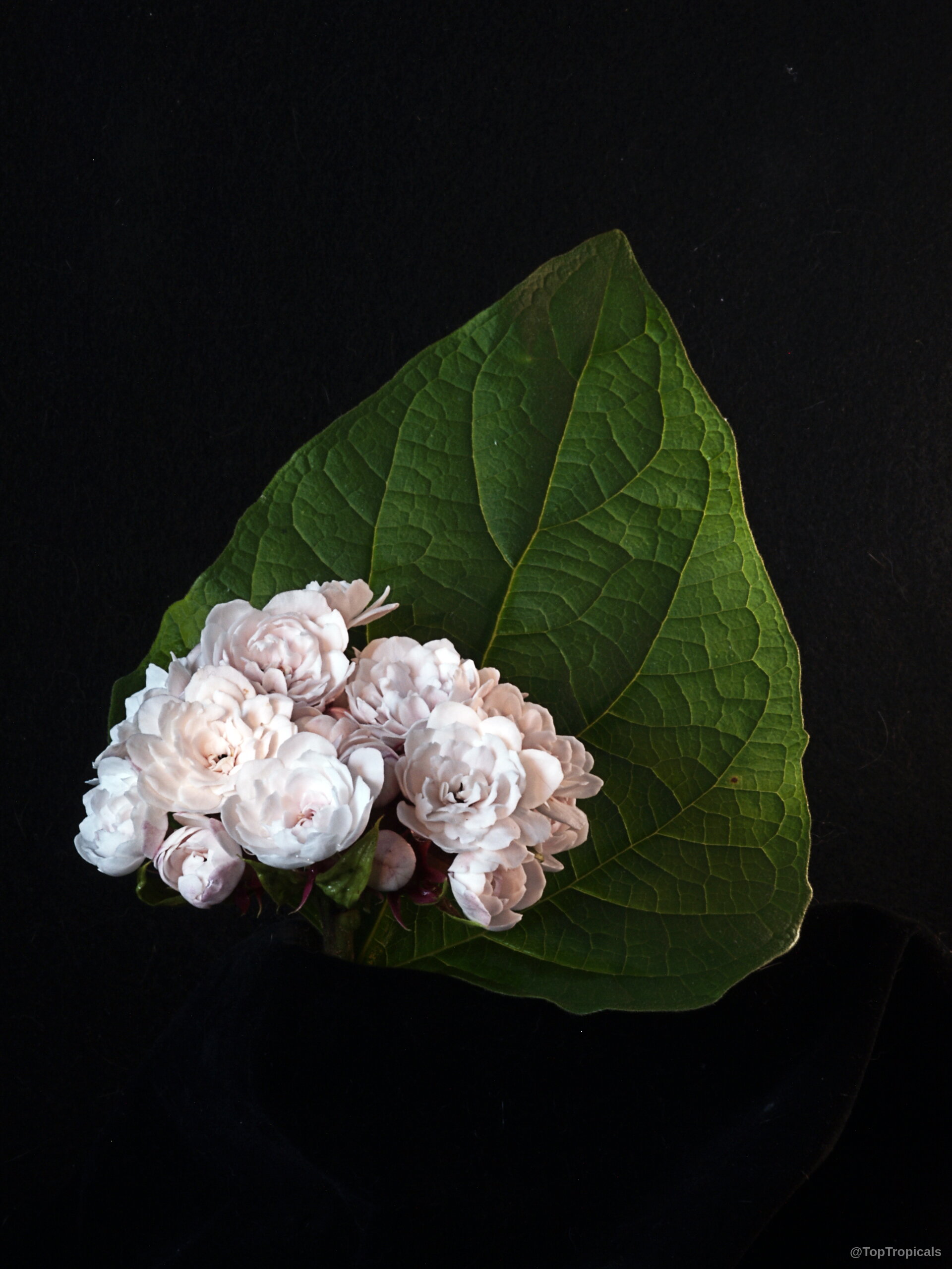 Clerodendrum philippinum (Chinese Glory Bower) with multiple soft pink flowers against a single green leaf Clerodendrum philippinum (Chinese Glory Bower) pink flower cluster with a large green leaf close up
