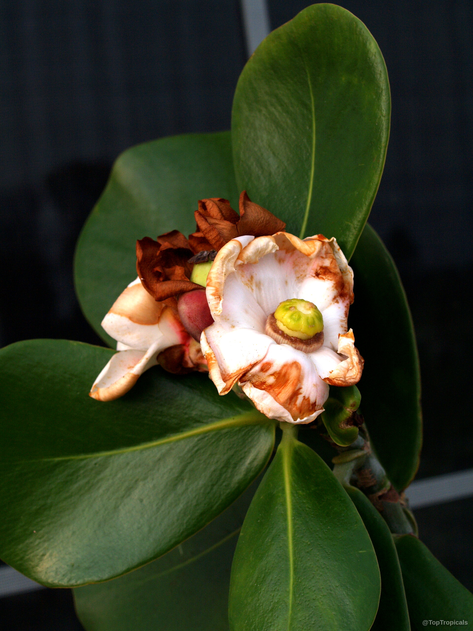 Clusia rosea (Copey) white flower with a yellow center next to thick green rounded leaves. Clusia rosea (Copey) white flower and thick green leaves in a close up image.