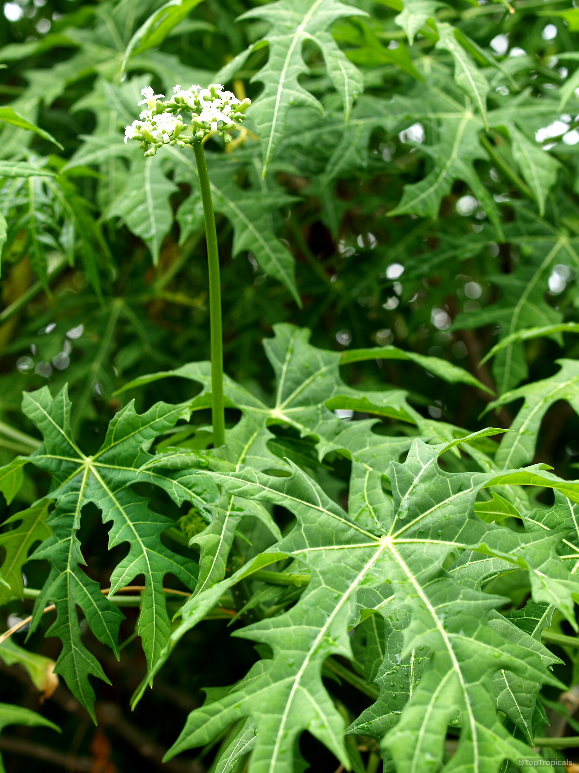 Cnidoscolus aconitifolius (Spinach Tree) with palmately lobed green foliage and tiny white flower clusters. Cnidoscolus aconitifolius (Spinach Tree) green leaves and small white flower on a tall stem