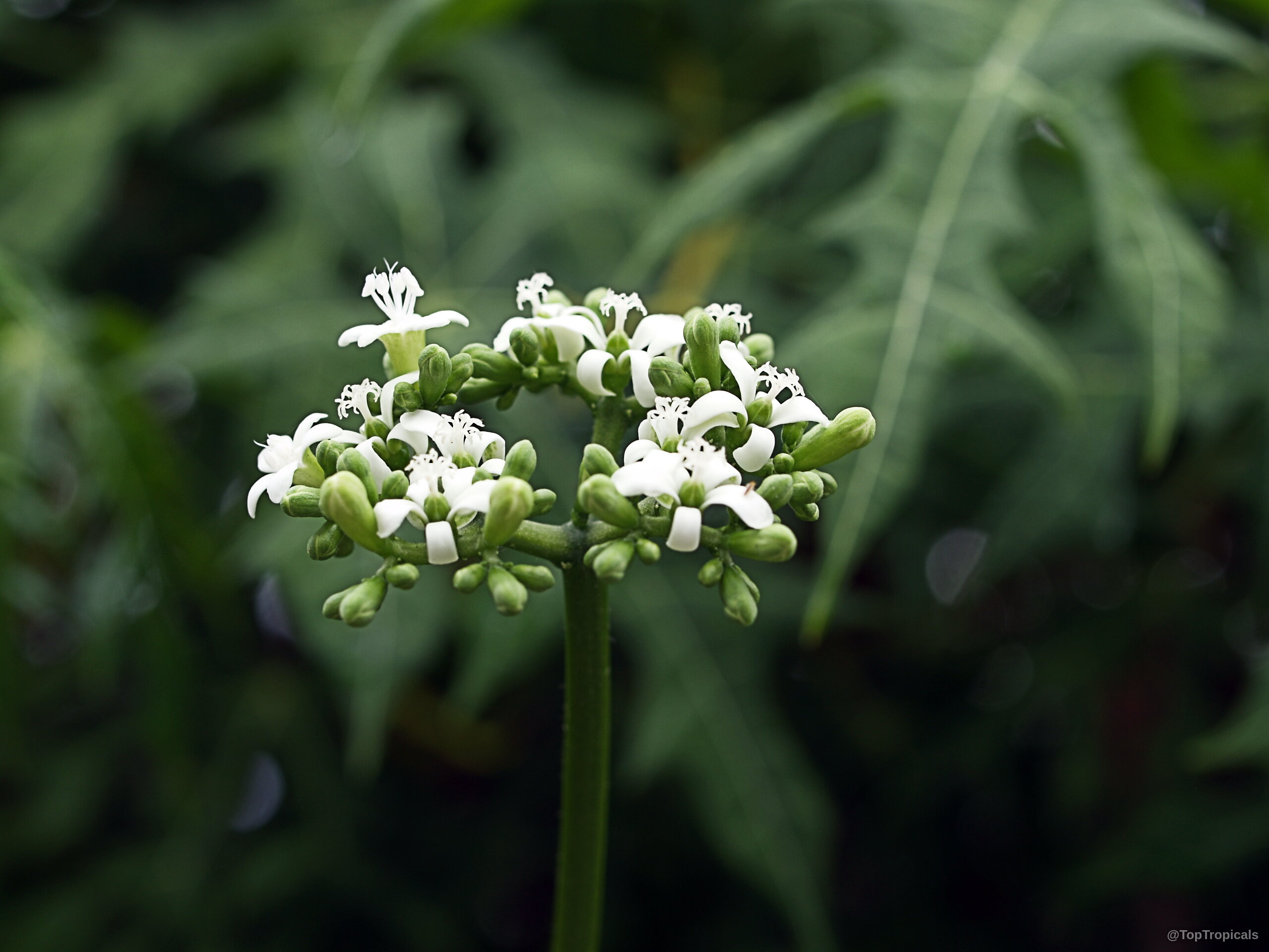 Cnidoscolus aconitifolius (Spinach Tree) clusters of white flowers emerging from small green budding stem stalks Cnidoscolus aconitifolius (Spinach Tree) white flower close up on green background with small buds