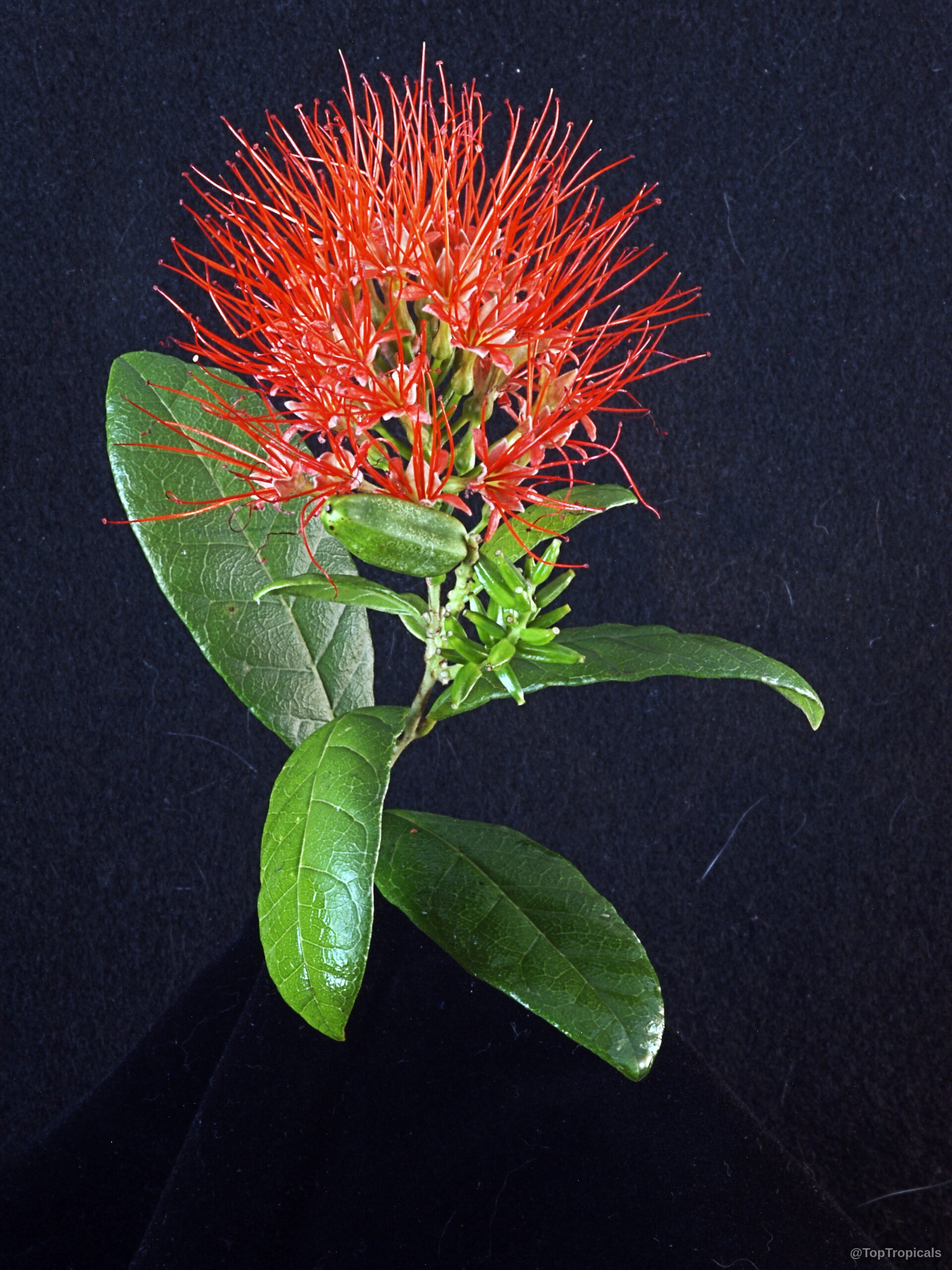 Combretum constrictum (Thailand Powderpuff) red spiky flower with deep green oval leaves on a stem. Combretum constrictum (Thailand Powderpuff) red flower close up with green leaves against black background