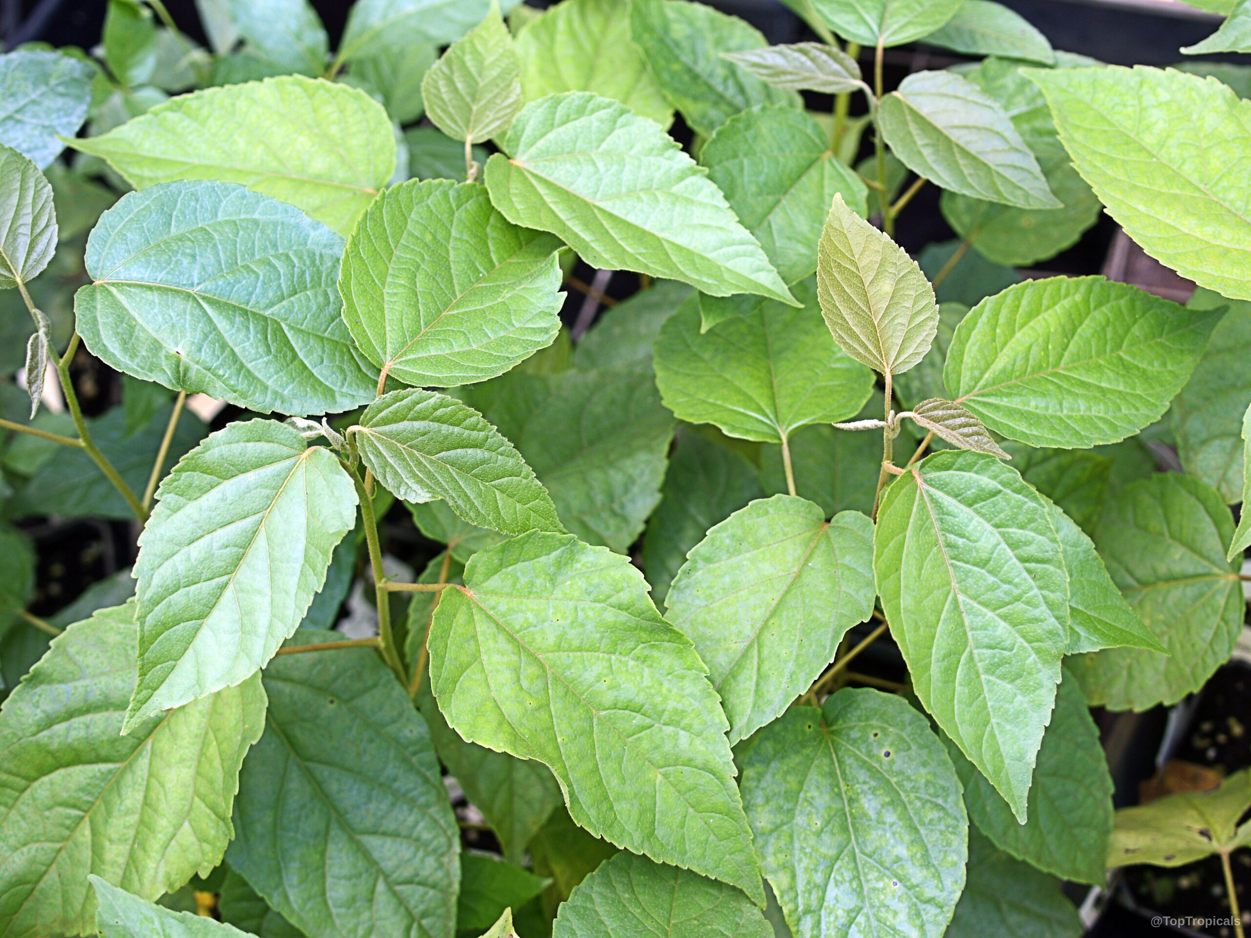 Croton sylvaticus (Forest Fever Berry) with thin stems and oval, pointed green leaves clustered together. Croton sylvaticus (Forest Fever Berry) plant with light green leaves for sale near me now