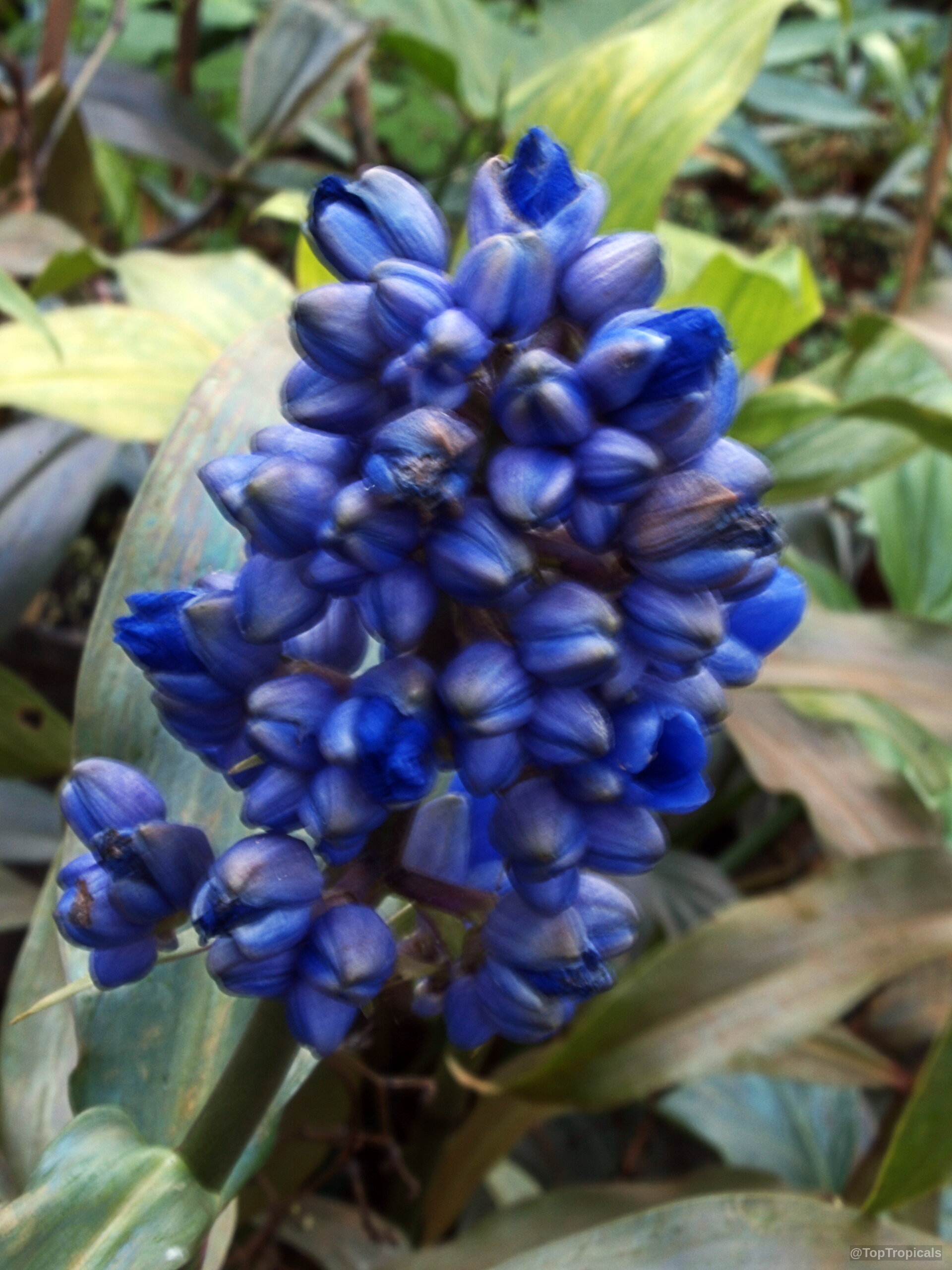 Dichorisandra thyrsiflora (Blue Ginger) clusters of small rounded deep blue flower buds Dichorisandra thyrsiflora (Blue Ginger) deep blue flower cluster close up